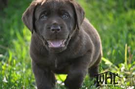 Mn labradors is located just 30 minutes north of minneapolis & st. Pin By A D On Lab Puppies Labrador Puppies For Sale Lab Puppies Labrador Puppy