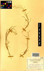 Image result for Leptochloa coerulescens