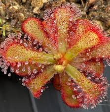 Image result for Drosera natalensis