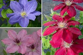 Check spelling or type a new query. How A Channel Island Came To Supply The World With Clematis