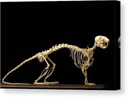 Brown Rat Skeleton Canvas Print Canvas Art By Mauro Fermariello Science Photo Library
