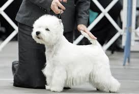 West Highland White Terrier Show Dog West Highland Terrier Highlands Terrier Terrier
