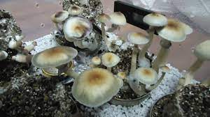 How To Grow Magic Mushrooms Shrooms In Bulk Bulk Techniques Full Tutorials Shroomology