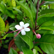 Image result for Volkameria