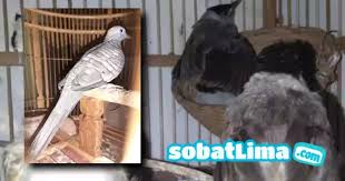 Nah, untuk memudahkan dalam melakukan pemasteran. Sobatlima Com 15 Burung Murah Dibawah 50 Ribu Bag 2 Sobat Lima