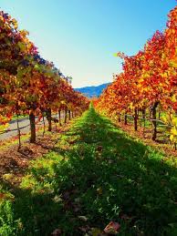 Vinedos En Napa Lugares Hermosos Lugares Increibles Paisajes