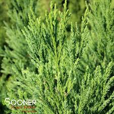 Image result for Cryptomeria