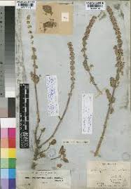 Image result for Coleus cylindraceus