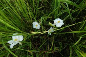 Image result for Siphonochilus