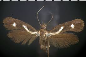 Image result for Scythris crypta