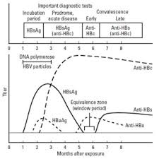 Rahuls Noteblog Hepatitis Serologic Markers