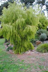 Acacia Cognata Lime Magik Google Search Tree At Front Australian Native Garden Australian Native Plants Garden Landscaping