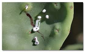 Our collaborators in south africa have found an insect which is highly damaging and controlling their coral cactus and so we have imported that particularly insect into a quarantined. Cochineal Scale Cactus Desertusa