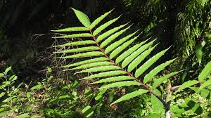 Image result for Zanthoxylum lindense