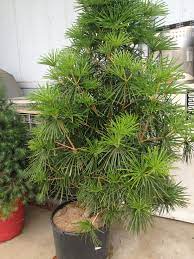 Joe Kozey Japanese Umbrella Pine Partial Sun Narrow Canopy Slow Growing 6 Year Fullerton Ca Growing Well In Pot This Year Transplant In Feb
