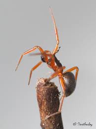 Image result for Pteronia acuminata