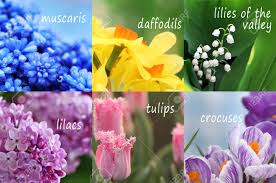 Check spelling or type a new query. Collage Of Beautiful Flowers With Names Stock Photo Picture And Royalty Free Image Image 91109275