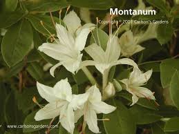 A Viscosum Montanum Native Deciduous Azalea A Low Growing 3 To 4 Feet Compact And Stoloniferous Form Of T Shade Perennials Small White Flowers Plant Sale