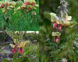 Image result for Tephrosia whyteana