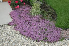 It is generally hardy in zones 5 and higher, depending upon the variety and planting location. Red Creeping Thyme Thymus Praecox Coccineus In Naperville Aurora Batavia Oswego Chicago Wheaton Illinois Il At The Growing Place