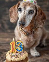 Wish a sick dachshund a happy birthday