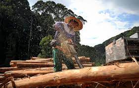 English (us) · español · português (brasil) · français (france) · deutsch. File Kayu Balak 8168957884 Jpg Wikimedia Commons