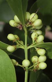 Image result for Pleurostylia capensis