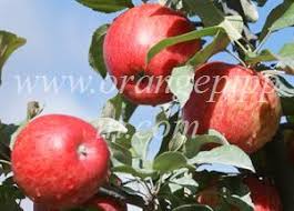 The 'honeycrisp' apple, also known in europe as the 'honeycrunch' apple, is one of the university of minnesota's best apples. Apple Honeycrisp Tasting Notes Identification Reviews