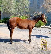 Image result for tbn:tVj6rqcH-AQR9M::www.pregonagropecuario.com.ar/images/caballo_overo.jpg