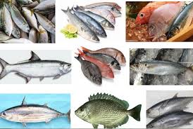 Tidak hanya itu, beberapa jenis ikan hias seperti pseudomoniasis merupakan jenis penyakit ikan air tawar, laut maupun payau yang dapat menyebabkan gejala klinis penyakit gatal: Ikan Laut Konsumsi Berikut Nama Dan Gambarnya
