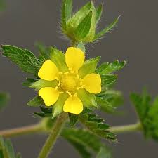 Image result for Cincinnobotrys