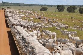 ⇒ motivos para realizar o curso de confinamentos de bovinos. Especialista Mostra Como Ganhar 5 Arrobas Em Apenas 90 Dias