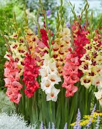 Image result for Gladiolus decoratus