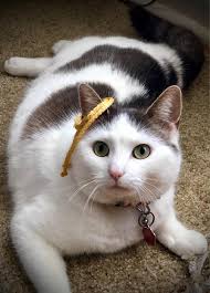 Lost Cat in Mildmay Rd Henderson, Auckland