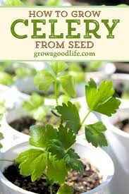 How To Grow Celery Using Self Watering Planters Growing Celery Celery Plant Starting A Vegetable Garden