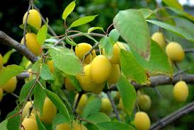 Image result for Berchemia discolor