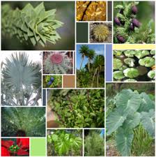 Evolutionary History Of Plants Wikipedia