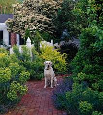 20 Tips For Gardening With Dogs Dog Friendly Garden Dog Garden Dog Friendly Backyard