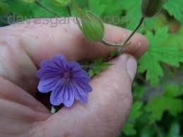 Image result for Geranium bohemicum Orhcid Blue
