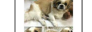 Li meng furniture 2.69 km. Sri Damansara Pet Medical Centre Bandar Sri Damansara 13 1 Jalan Damar Sd 15 1