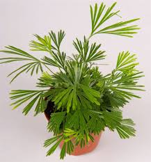 Image result for Actiniopteris