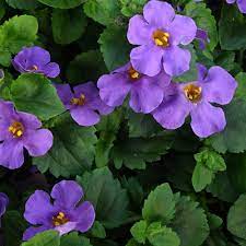 Here at aquarium plants factory, we cultivated this species emerged in our greenhouse so it can readily be available for commercial trade and make the plants become more popular and ready for everyone. Scopia Gulliver Blue Bacopa Plants For Sale Free Shipping