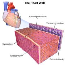 The duration of problems can vary from hours to months. Idiopathic Giant Cell Myocarditis Wikipedia