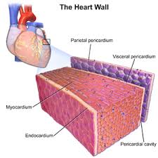 Like all heart conditions, a quick diagnosis will help to improve the recovery and management of the condition. Idiopathic Giant Cell Myocarditis Wikipedia