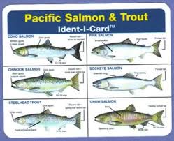 Pacific Salmon Trout Ident I Card Waterproof Freshwater Fish Identification Card