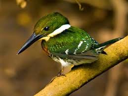10 Striking Green Colored Birds Kingfisher Birds Beautiful Birds