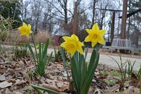 Once you find a daffodil that blooms very, very early the problem becomes where to put them. Pin On Flowers