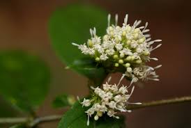 Image result for Rutidea