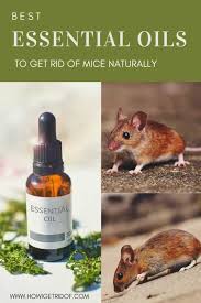 Mice and rats may give you a fright but they can also carry icky diseases that you don't want your home and family subjected you may have pet rabbits and the rats want to get into your garden shed to eat all of their pellets. Best Essential Oils To Get Rid Of Mice Naturally How I Get Rid Of
