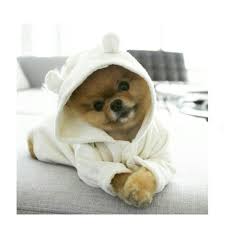 Lil Cute Face Dog Doglover Pom Pomeranian Cute Funny Animals Cute Baby Animals Baby Animals